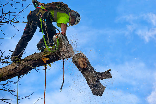 Seasonal Cleanup (Spring/Fall) in Seward, NE